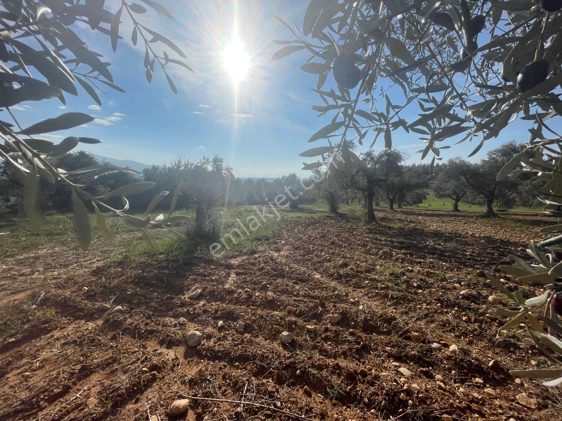 Torbalı Çapak Mahallesi'nde Satılık Bağ Ve Zeytinlik Tarla