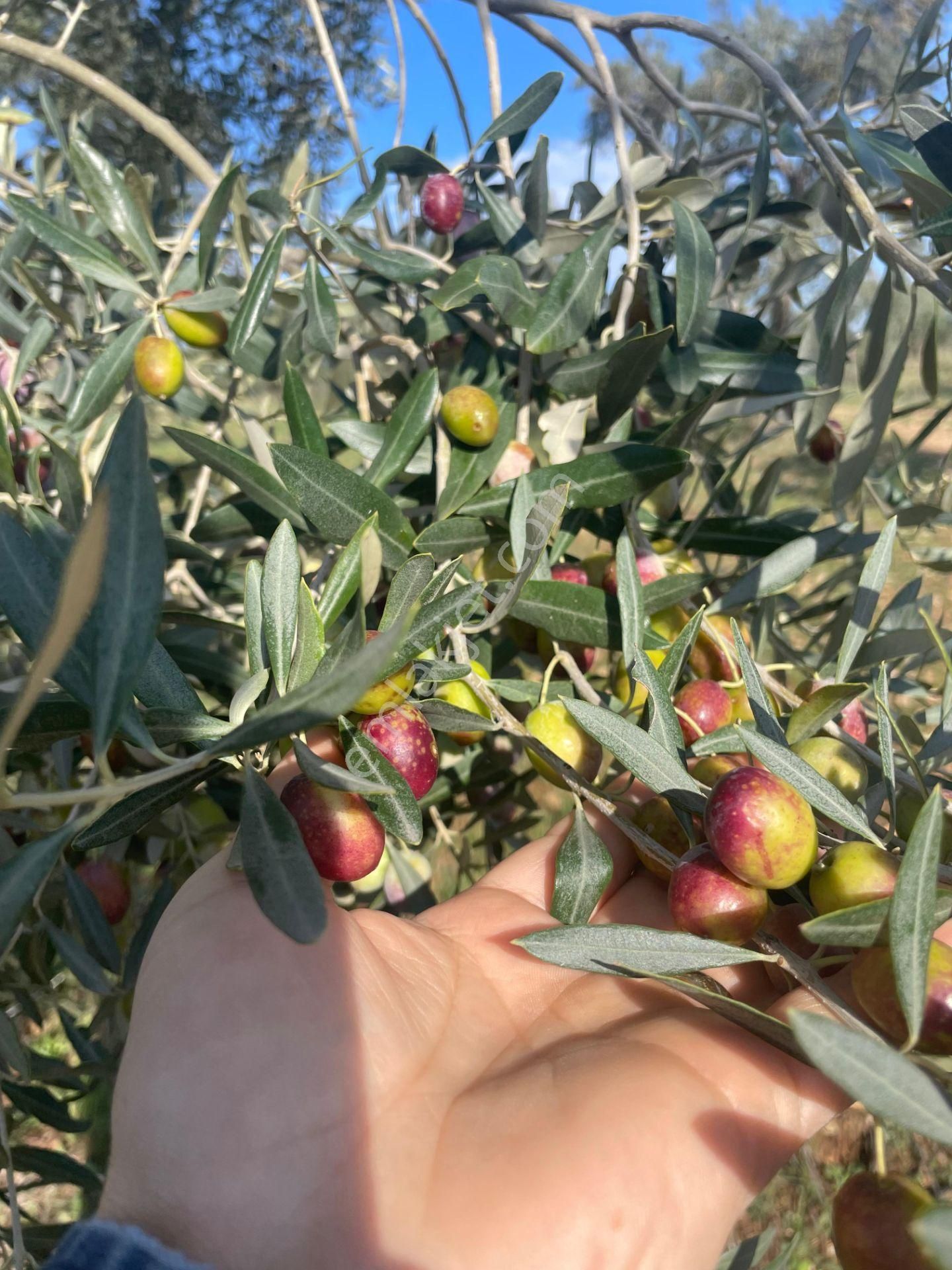 Torbalı Çapak Mahallesi'nde Satılık Bağ Ve Zeytinlik Tarla - Görsel 23