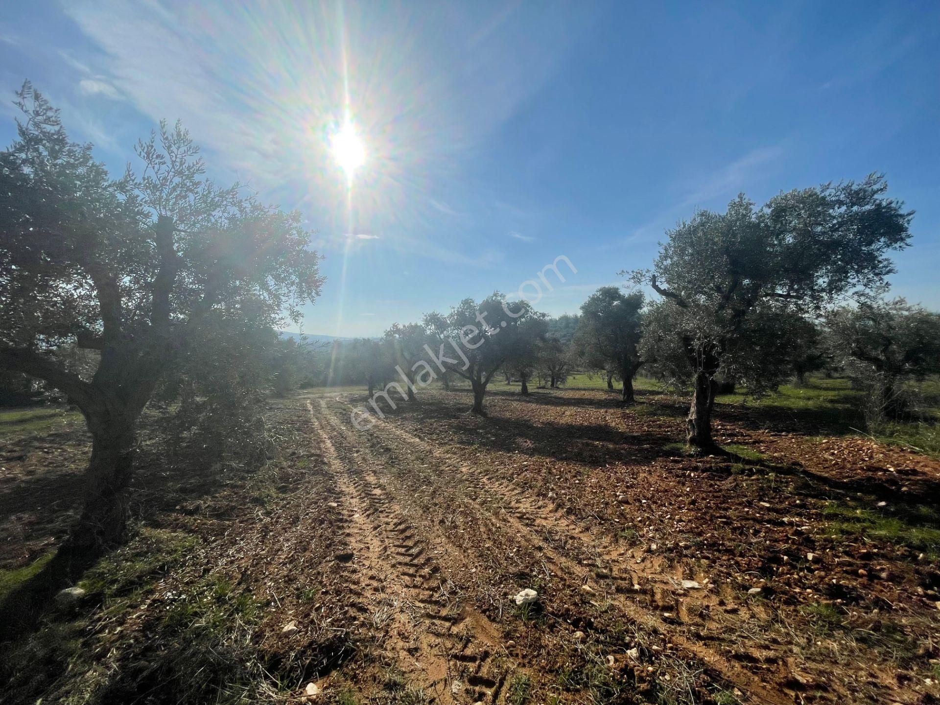 Torbalı Çapak Mahallesi'nde Satılık Bağ Ve Zeytinlik Tarla - Görsel 4