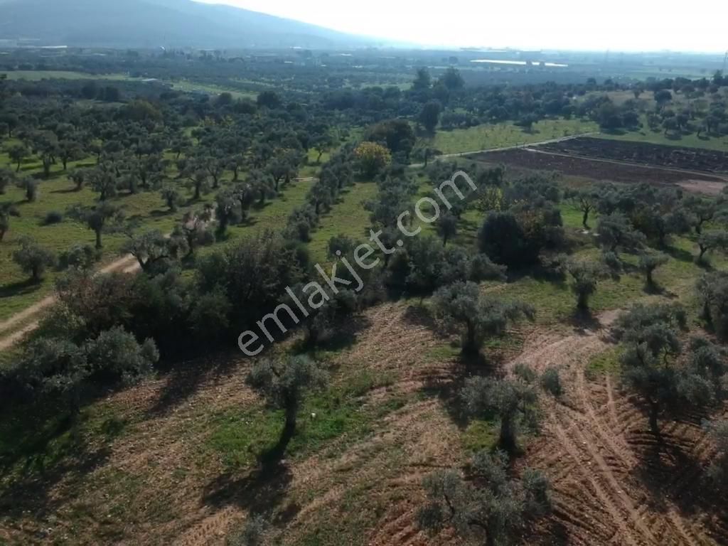 Torbalı Çapak Mahallesi'nde Satılık Bağ Ve Zeytinlik Tarla - Görsel 21