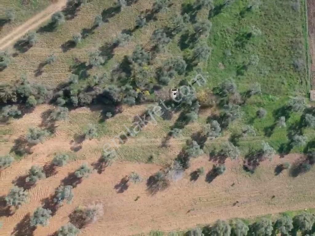 Torbalı Çapak Mahallesi'nde Satılık Bağ Ve Zeytinlik Tarla - Görsel 13