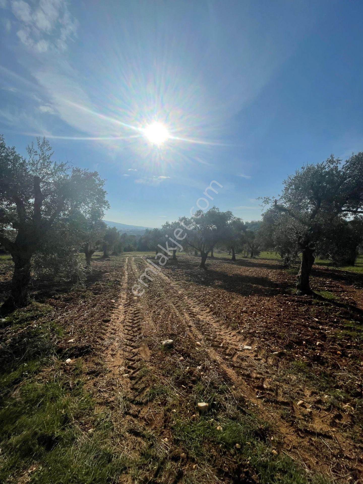 Torbalı Çapak Mahallesi'nde Satılık Bağ Ve Zeytinlik Tarla - Görsel 6