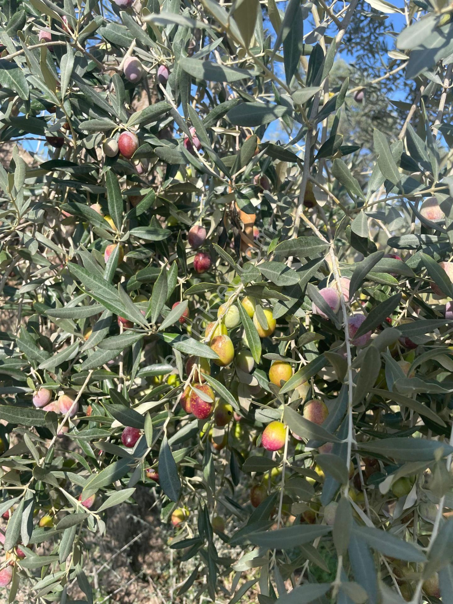 Torbalı Çapak Mahallesi'nde Satılık Bağ Ve Zeytinlik Tarla - Görsel 22