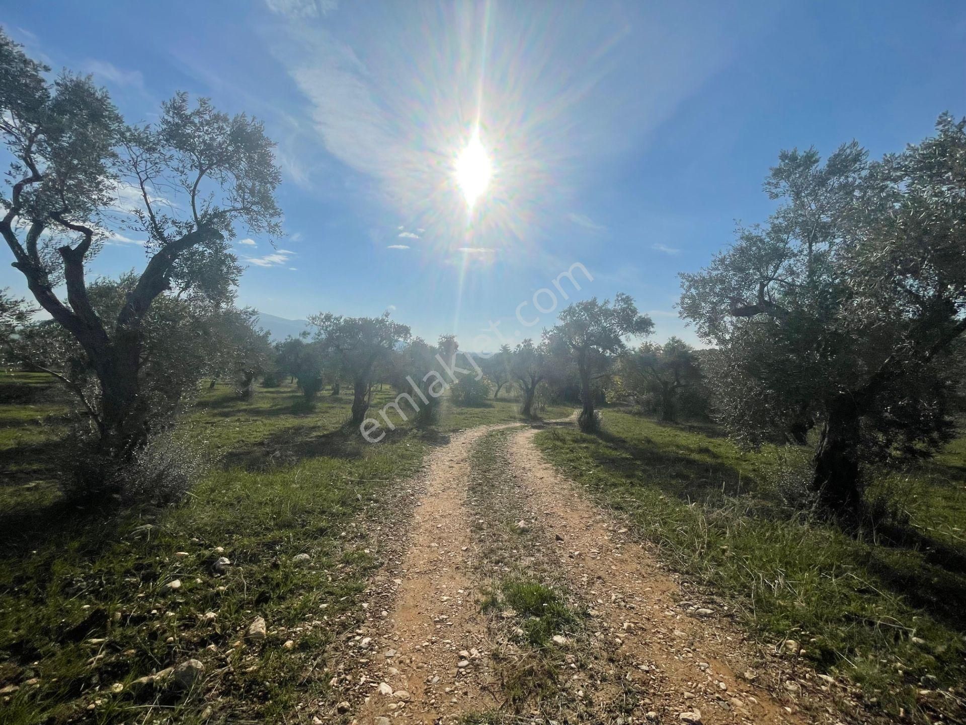 Torbalı Çapak Mahallesi'nde Satılık Bağ Ve Zeytinlik Tarla - Görsel 3