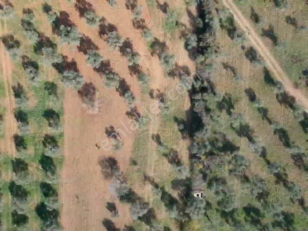 Torbalı Çapak Mahallesi'nde Satılık Bağ Ve Zeytinlik Tarla - Görsel 12