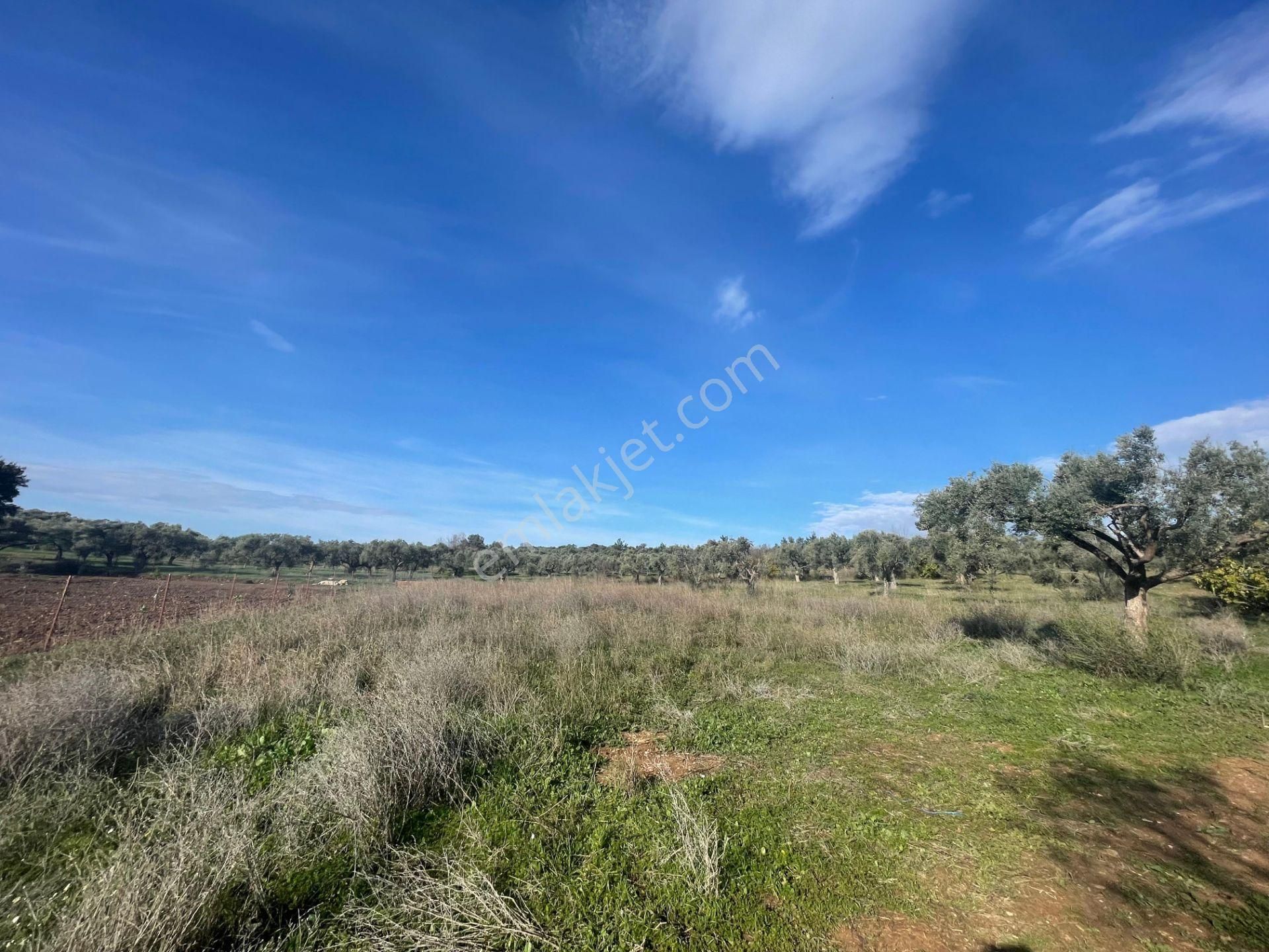 Torbalı Çapak Mahallesi'nde Satılık Bağ Ve Zeytinlik Tarla - Görsel 28