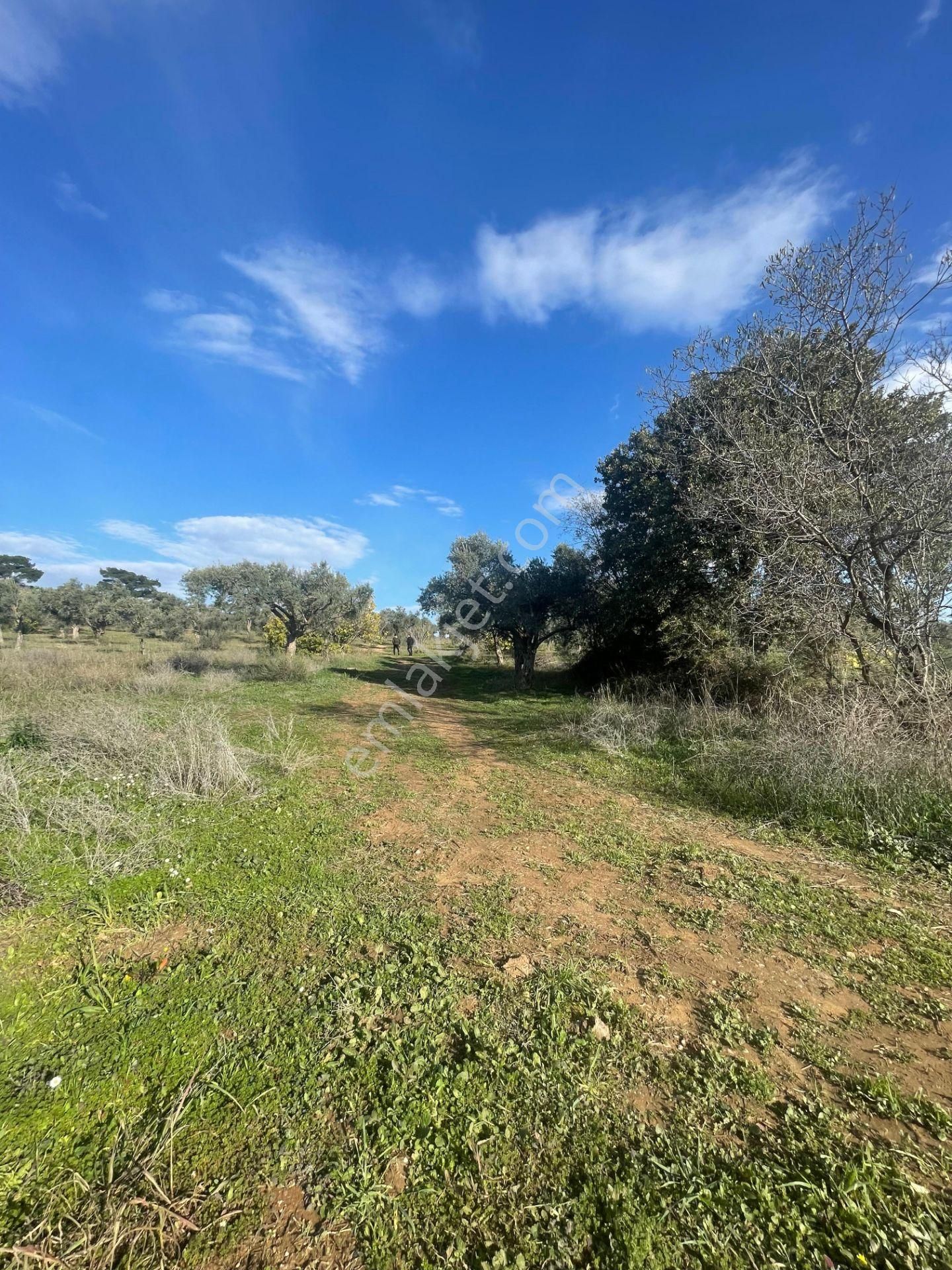 Torbalı Çapak Mahallesi'nde Satılık Bağ Ve Zeytinlik Tarla - Görsel 24