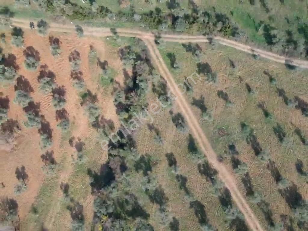 Torbalı Çapak Mahallesi'nde Satılık Bağ Ve Zeytinlik Tarla - Görsel 18