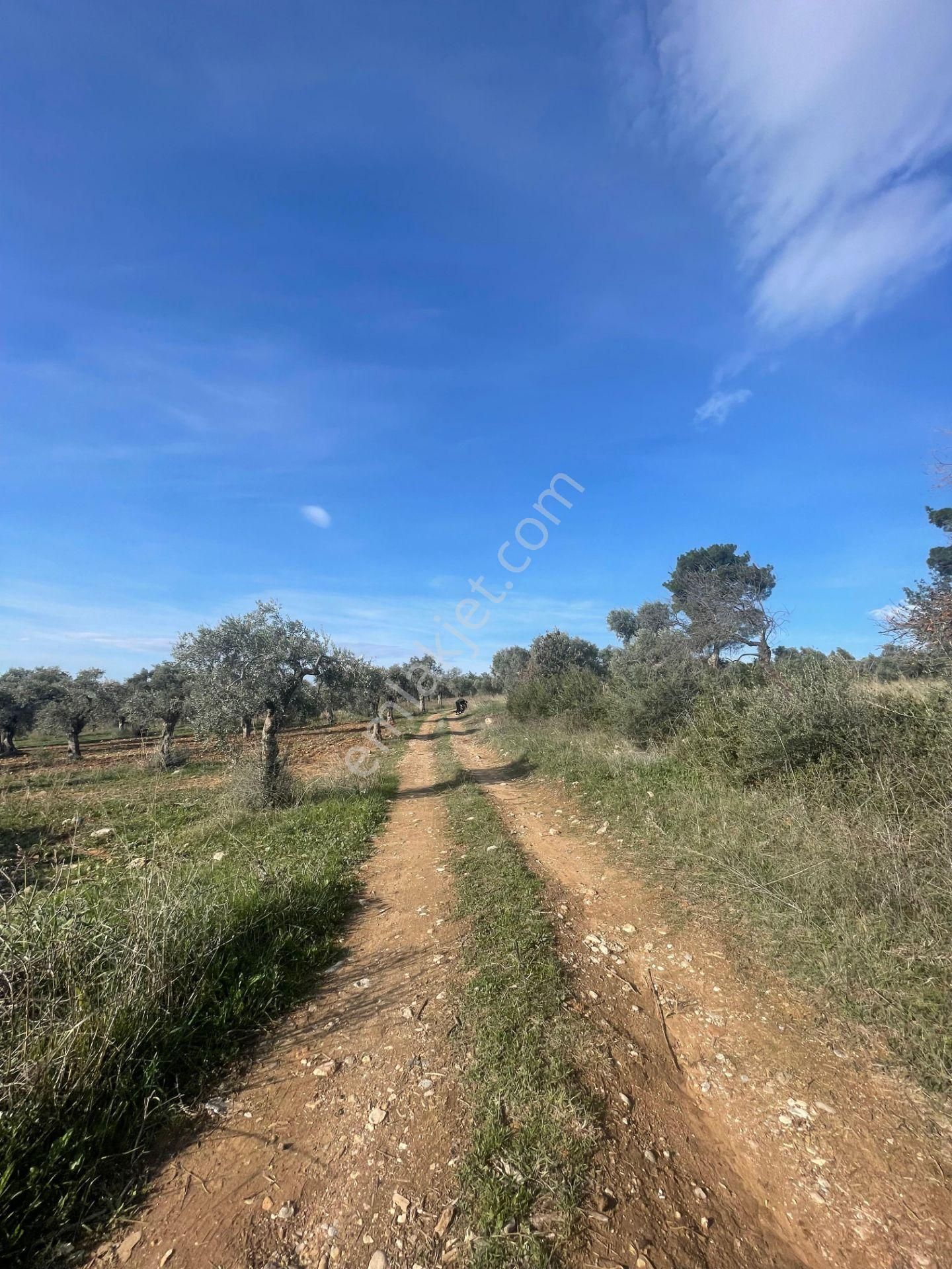 Torbalı Çapak Mahallesi'nde Satılık Bağ Ve Zeytinlik Tarla - Görsel 5