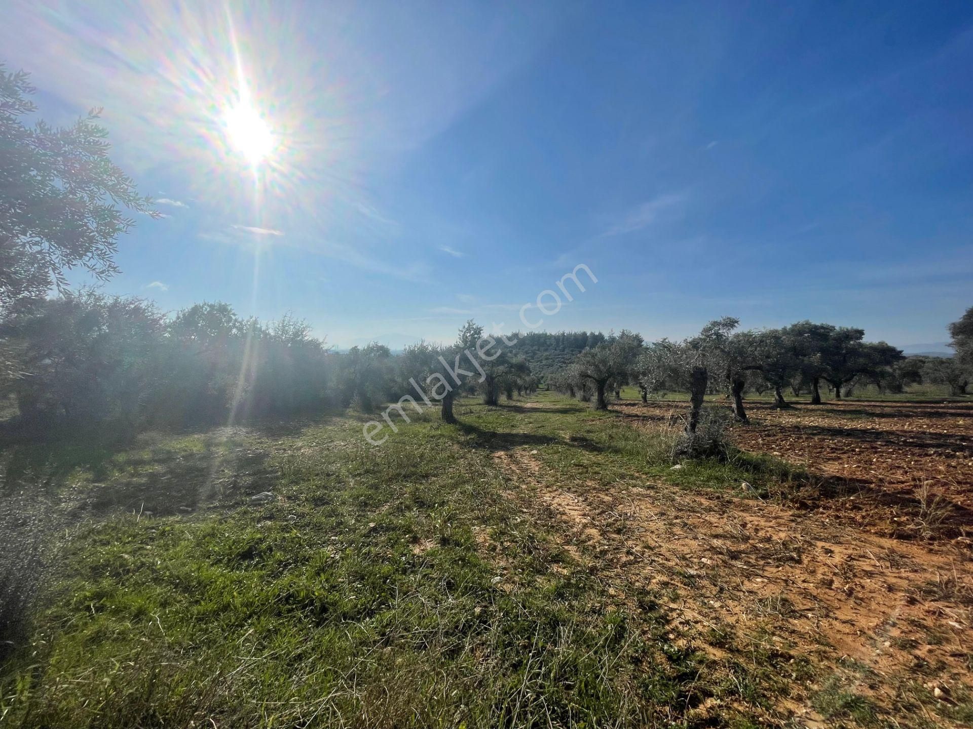 Torbalı Çapak Mahallesi'nde Satılık Bağ Ve Zeytinlik Tarla - Görsel 31