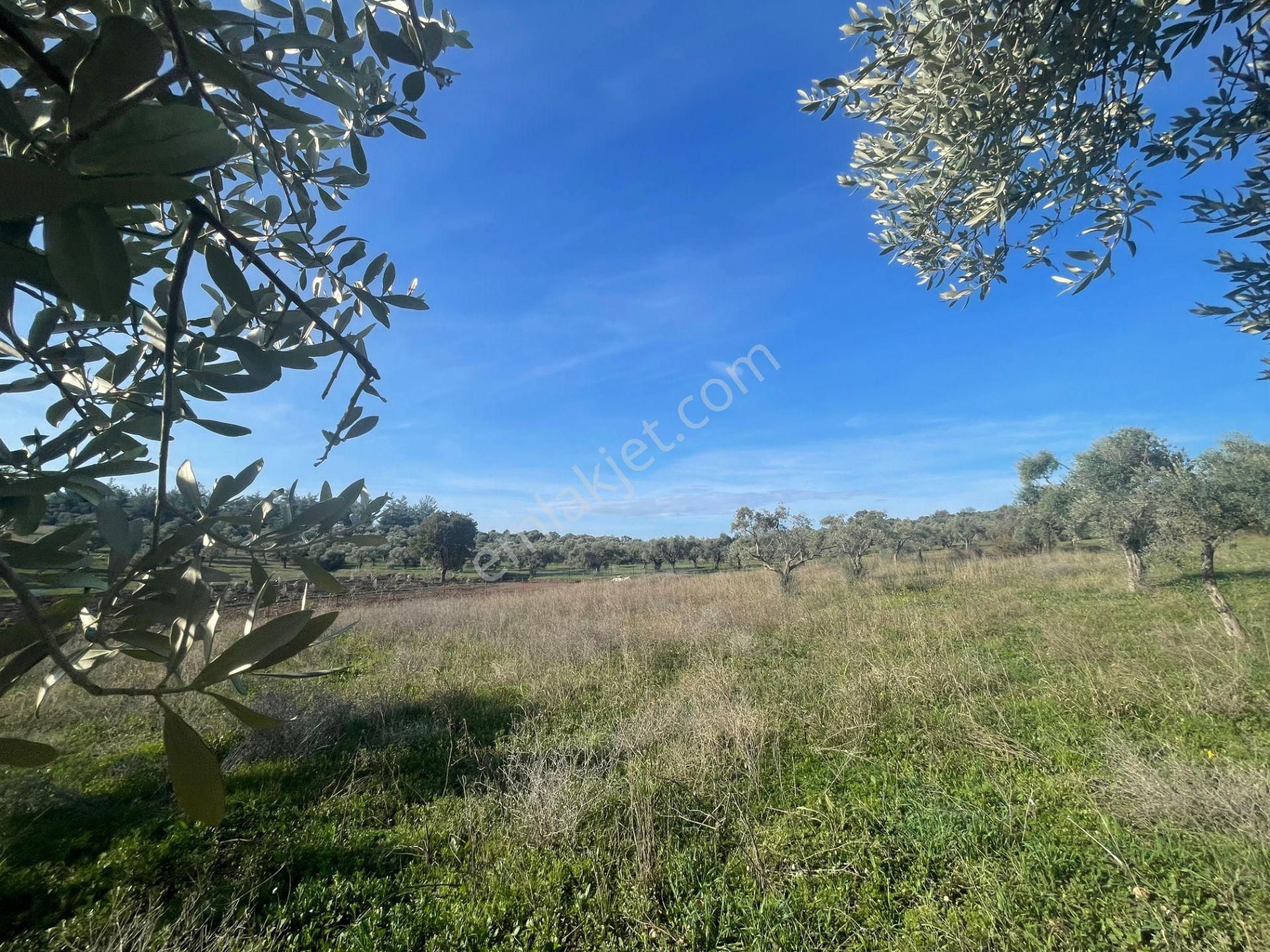 Torbalı Çapak Mahallesi'nde Satılık Bağ Ve Zeytinlik Tarla - Görsel 26