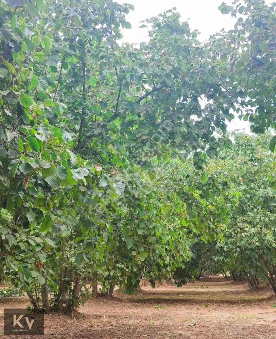 Kv Gayrimenkul'den Hendek Türbe Mahallesi Satılık Fındık Bahçesi - Görsel 2