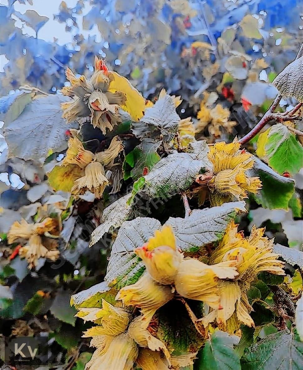 Kv Gayrimenkul'den Hendek Türbe Mahallesi Satılık Fındık Bahçesi - Görsel 13