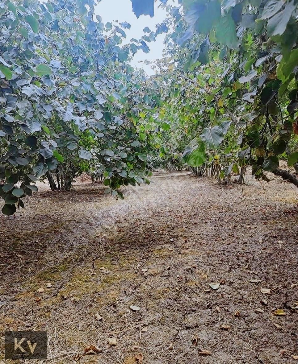 Kv Gayrimenkul'den Hendek Türbe Mahallesi Satılık Fındık Bahçesi