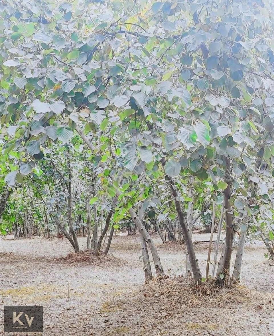 Kv Gayrimenkul'den Hendek Türbe Mahallesi Satılık Fındık Bahçesi - Görsel 14