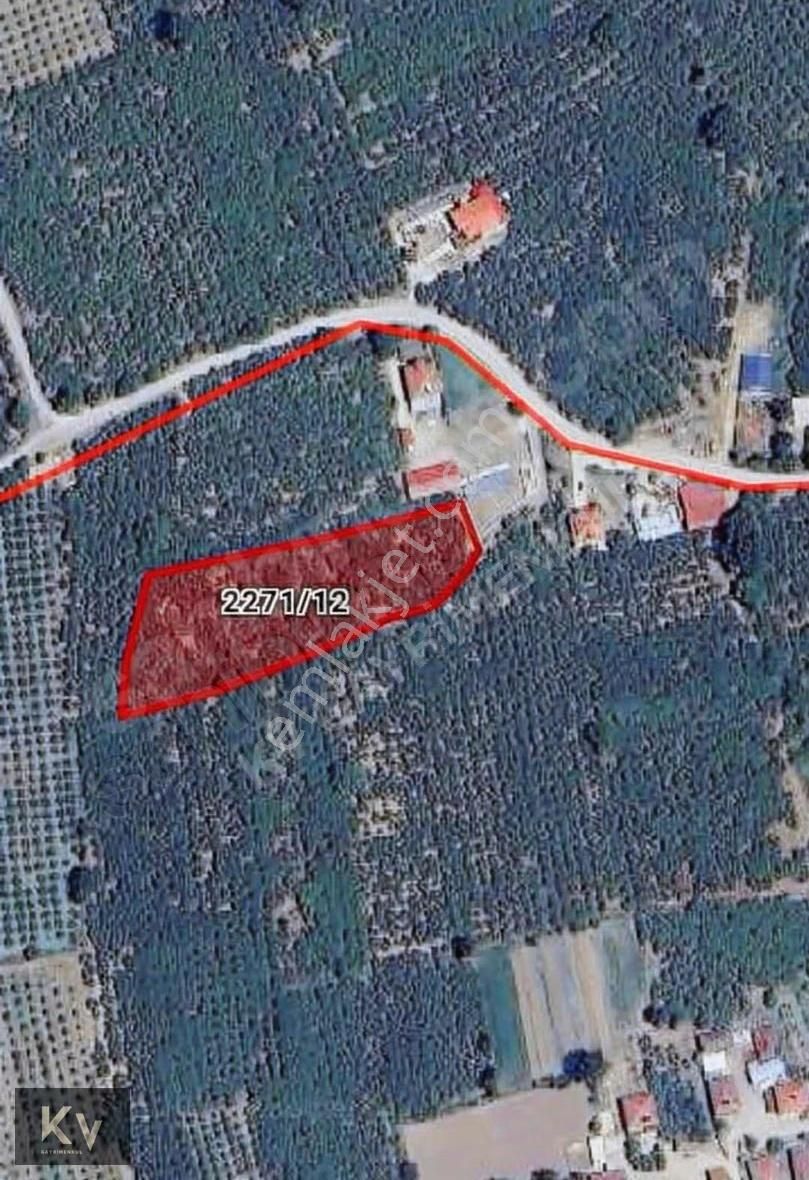 Kv Gayrimenkul'den Hendek Türbe Mahallesi Satılık Fındık Bahçesi - Görsel 4