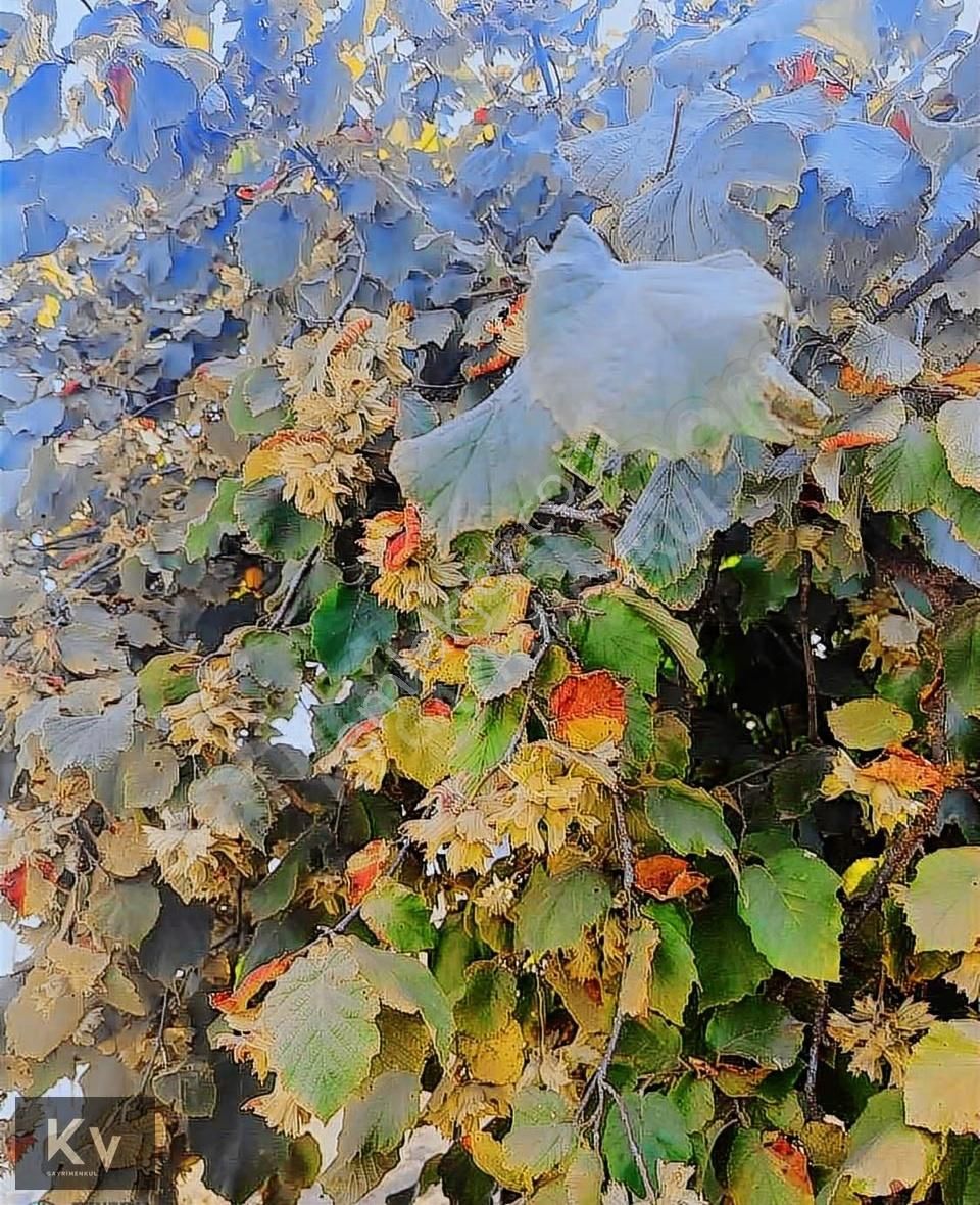 Kv Gayrimenkul'den Hendek Türbe Mahallesi Satılık Fındık Bahçesi - Görsel 3