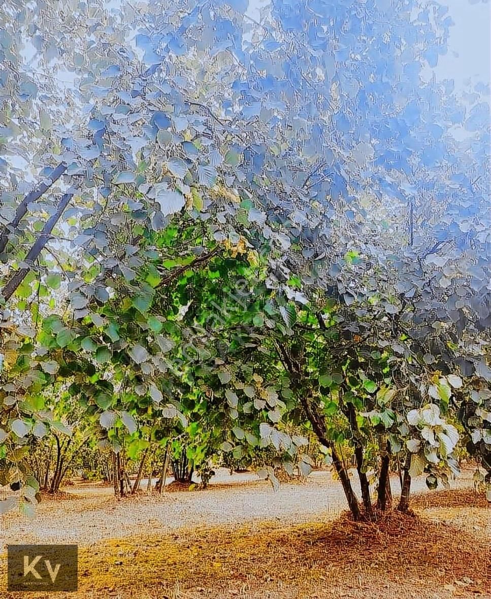 Kv Gayrimenkul'den Hendek Türbe Mahallesi Satılık Fındık Bahçesi - Görsel 10