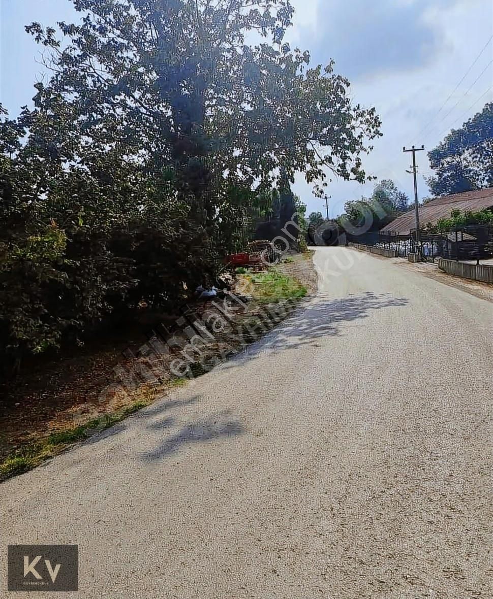 Kv Gayrimenkul'den Hendek Türbe Mahallesi Satılık Fındık Bahçesi - Görsel 5