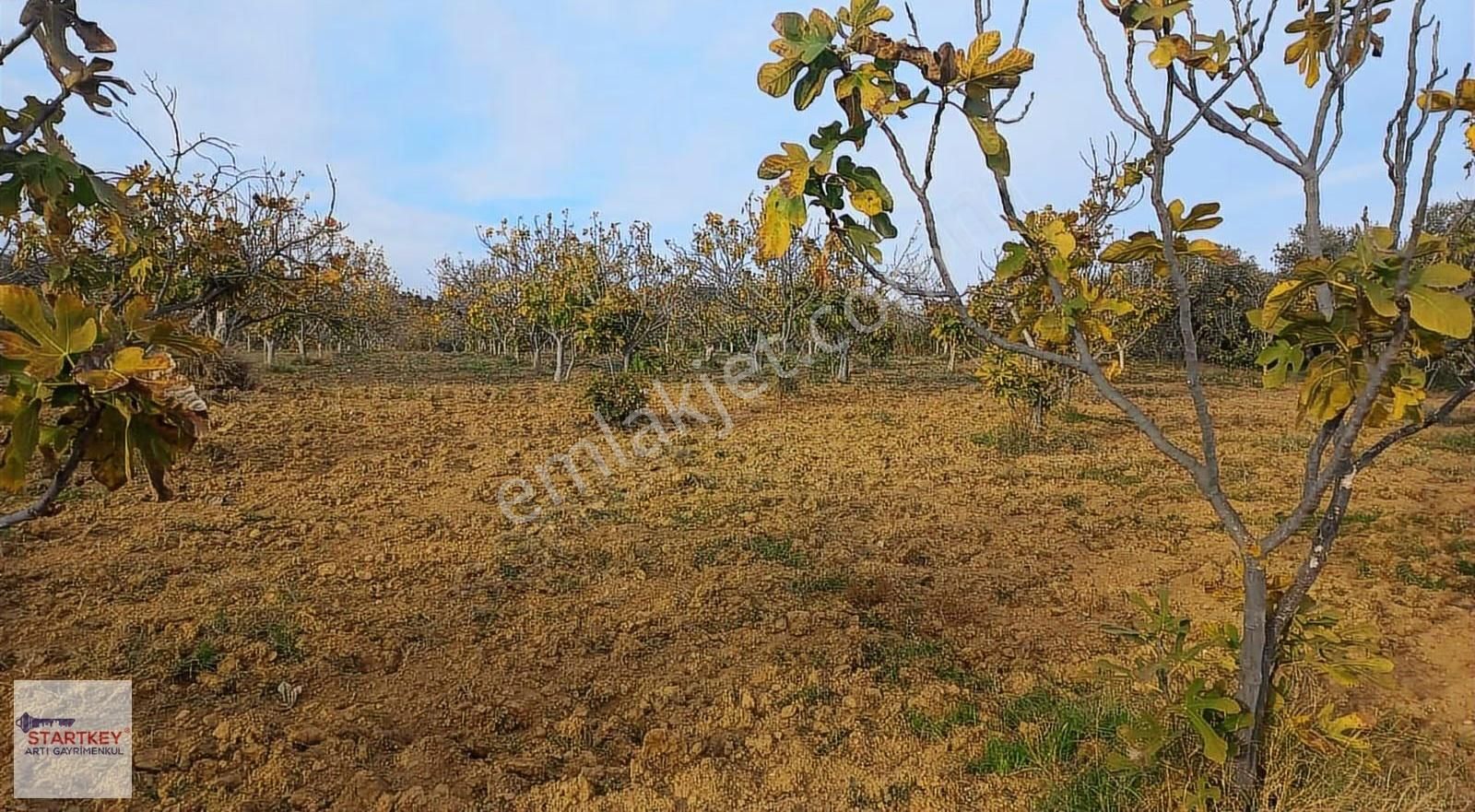 Aydın Germencik Te, Satılık İncir Ve Zeytin Bahçesi - Görsel 12