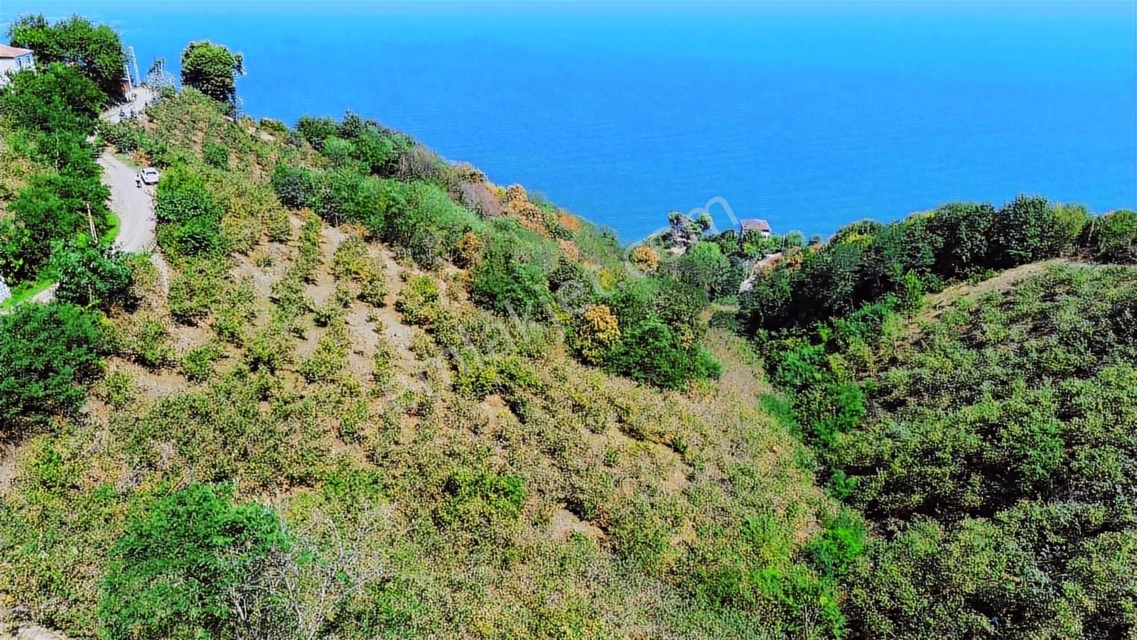 Ulu'dan Ordu Perşembe Dereiçi Mahallesinde 4078m2 Satılık Bahçe - Görsel 12