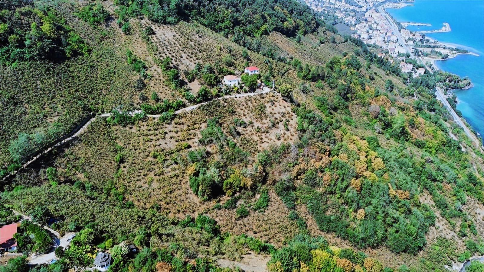 Ulu'dan Ordu Perşembe Dereiçi Mahallesinde 4078m2 Satılık Bahçe - Görsel 3