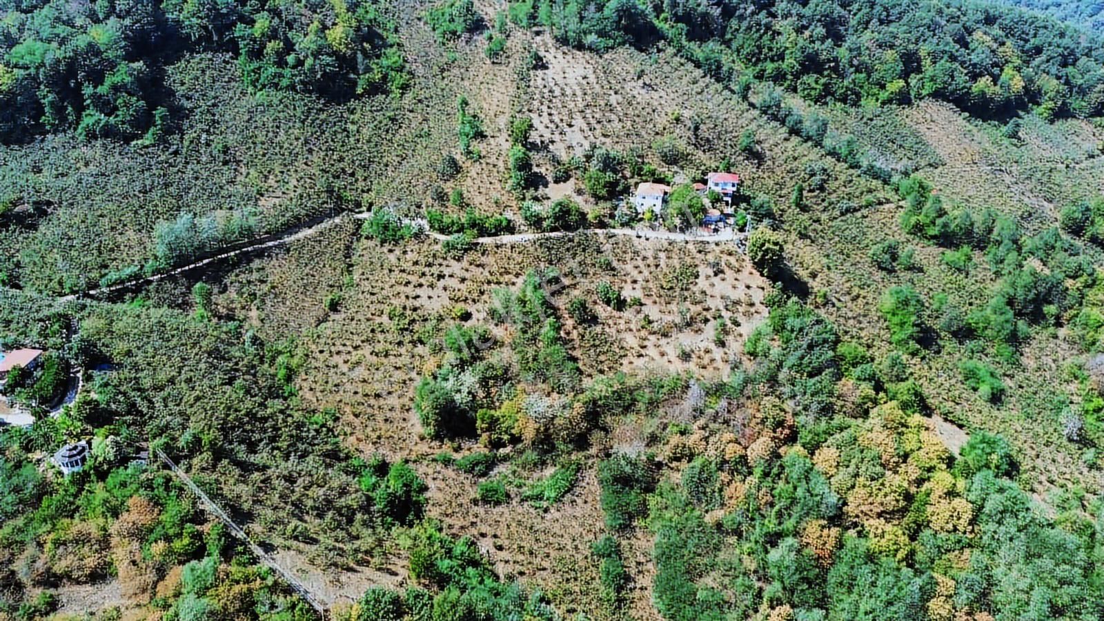 Ulu'dan Ordu Perşembe Dereiçi Mahallesinde 4078m2 Satılık Bahçe - Görsel 24