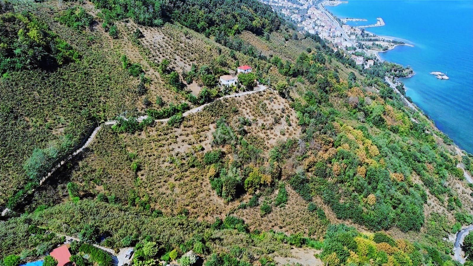Ulu'dan Ordu Perşembe Dereiçi Mahallesinde 4078m2 Satılık Bahçe - Görsel 5