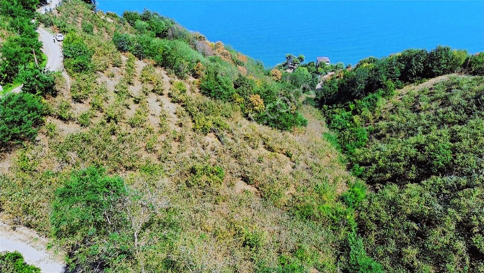 Ulu'dan Ordu Perşembe Dereiçi Mahallesinde 4078m2 Satılık Bahçe - Görsel 17