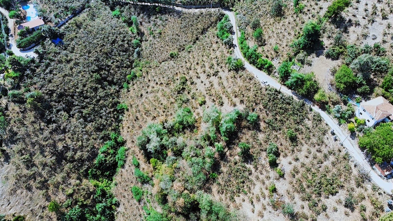 Ulu'dan Ordu Perşembe Dereiçi Mahallesinde 4078m2 Satılık Bahçe - Görsel 8