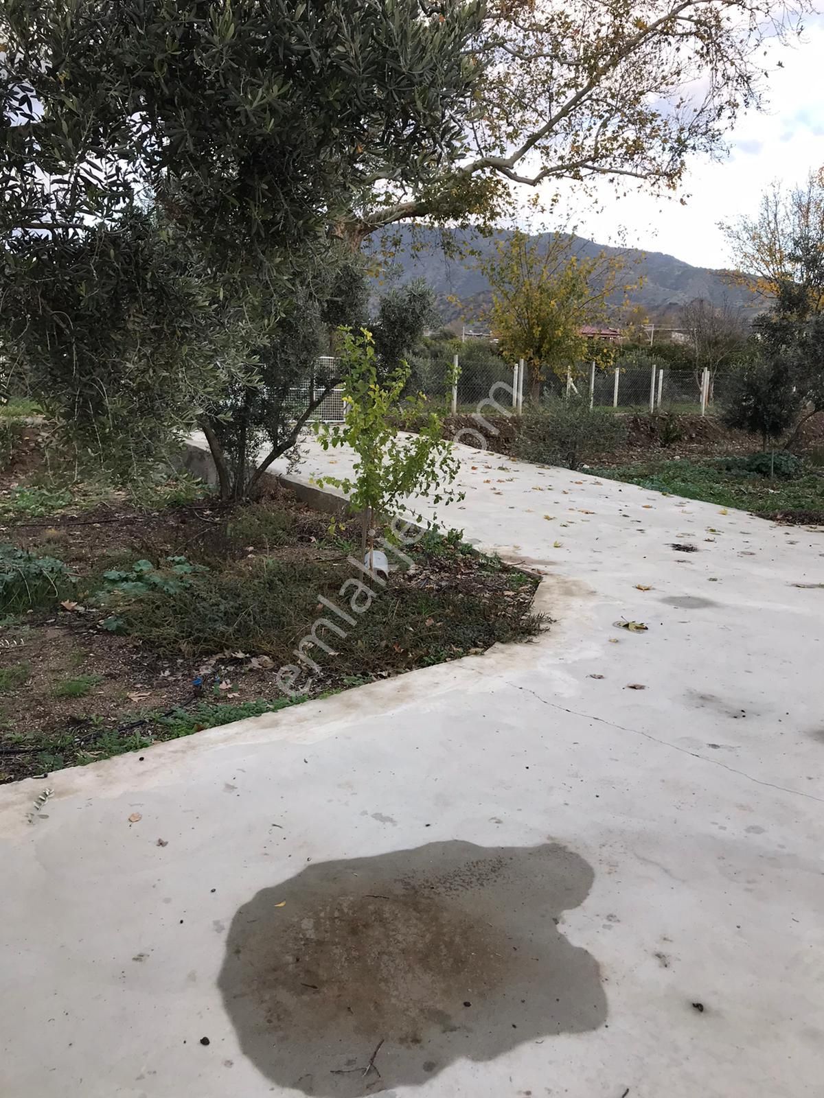 Konut Emlaktan 6400 M2 Zeytinlik Ve İçerisinde 80 M2 Müstakil Ev - Görsel 16