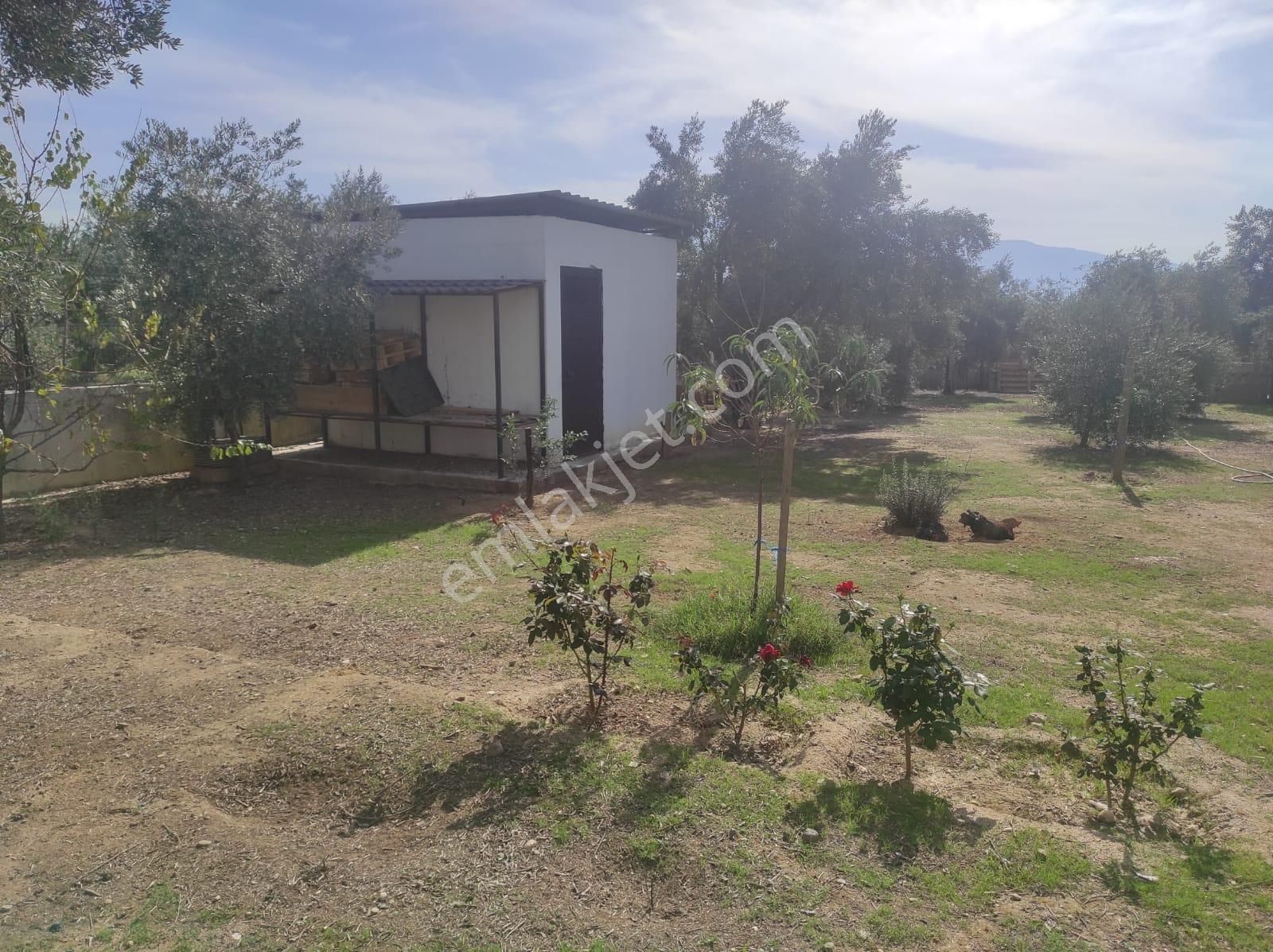 Konut Emlaktan 6400 M2 Zeytinlik Ve İçerisinde 80 M2 Müstakil Ev - Görsel 32