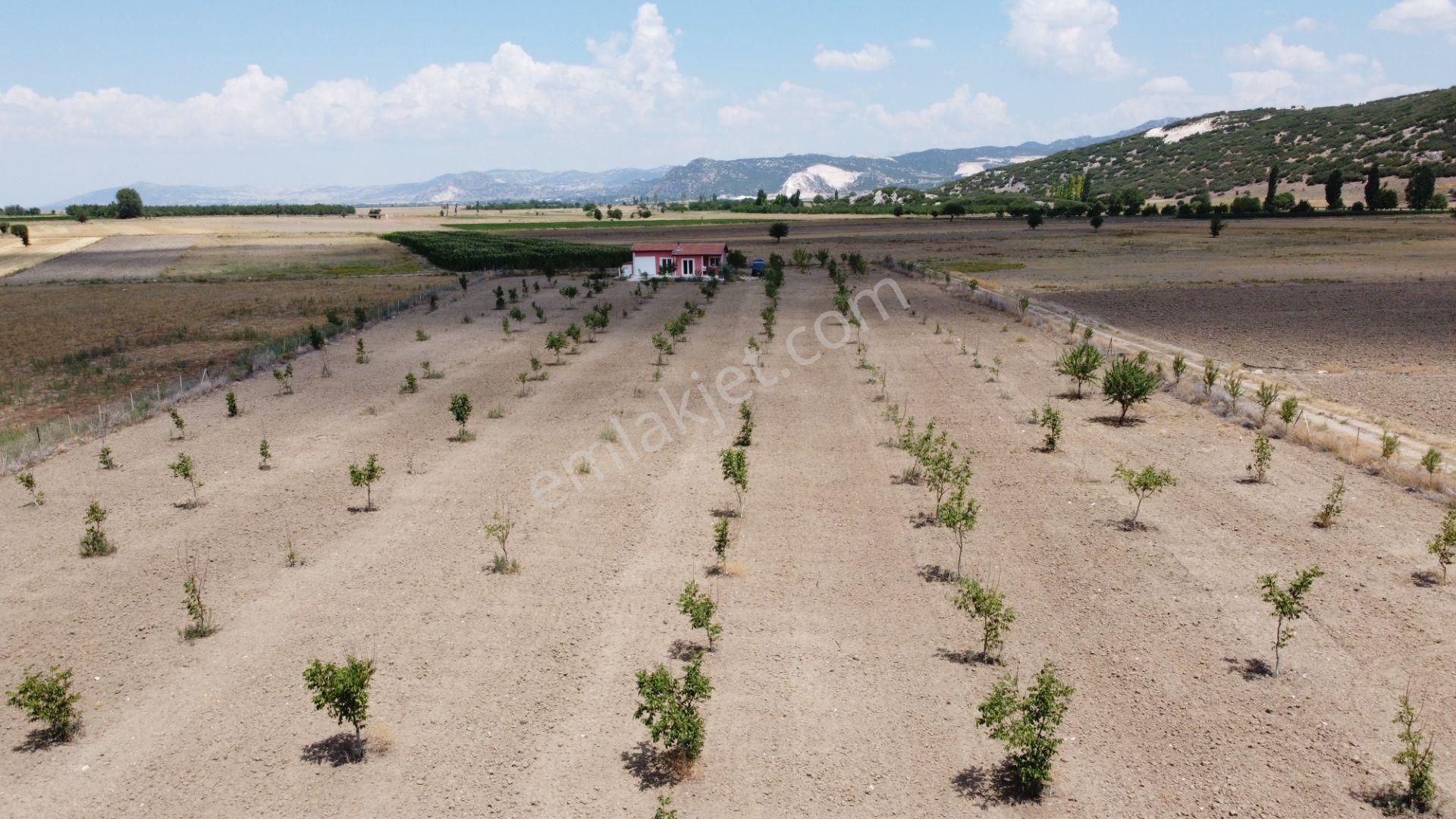 Ceviz , Badem Ağırlıklı, Meyva Ağaçları. İçinde Betonörme Yeni Evi Sulamasistemi Olan Fırsat Arsası - Görsel 11