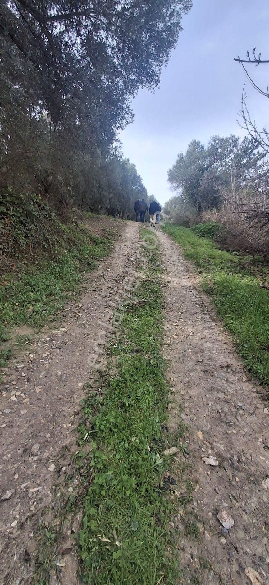 🌿 Hayalinizdeki Arsa Sogucak’da 12 Villalık Satılık - Görsel 7