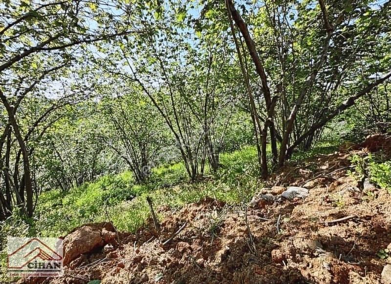 Kaçırılmayacak Yatırımlık Fındık Bahçesi Full Deniz Manzarası - Görsel 12