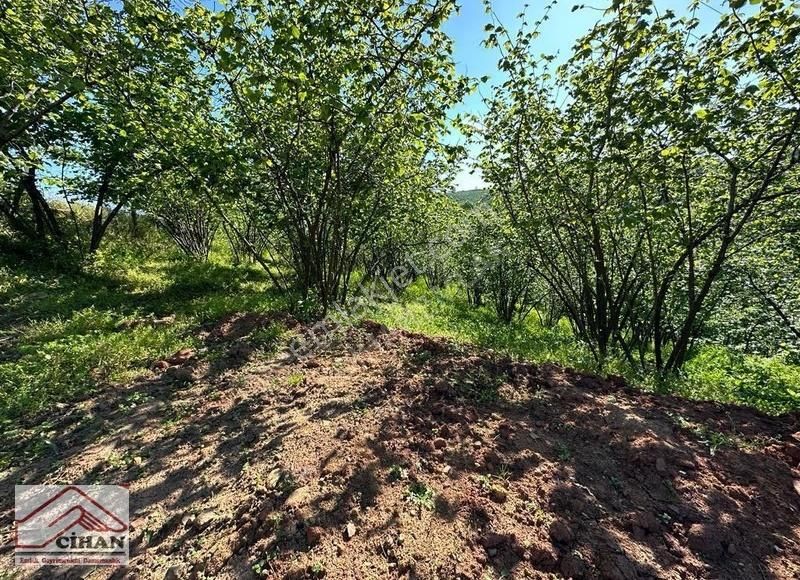 Kaçırılmayacak Yatırımlık Fındık Bahçesi Full Deniz Manzarası - Görsel 8