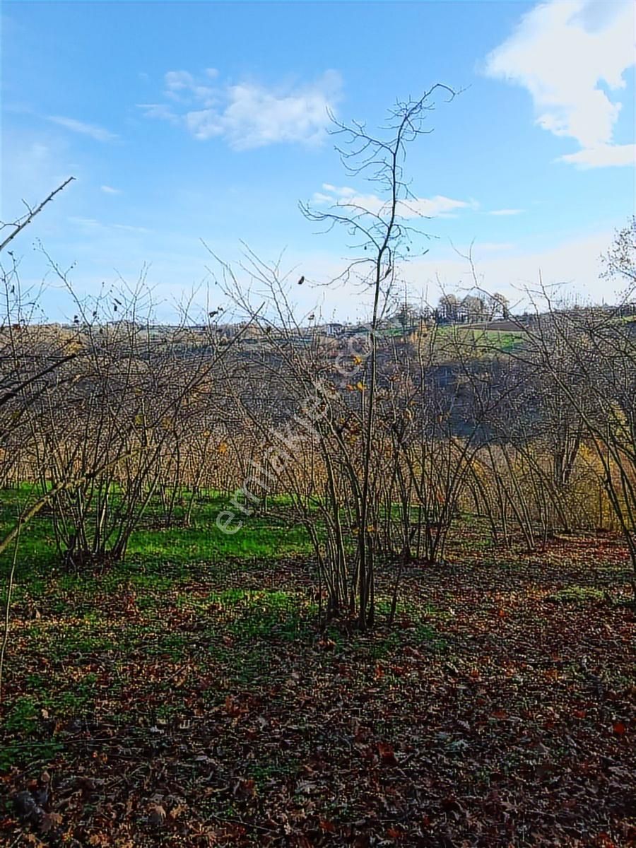 Tarcanlar'dan İzmit Kurtdere Mah 1.166 M² Satılık Fındık Tarlası - Görsel 12