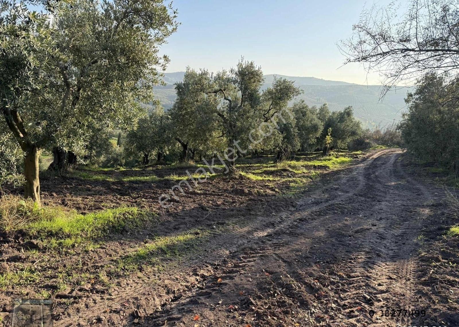 Gayrimenkul Dünyasından.muratoba'da Yola Cephe Satılık Zeytinlik - Görsel 7