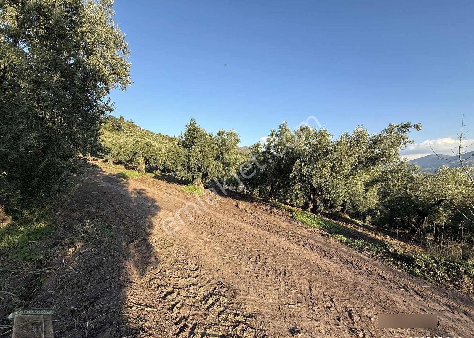 Gayrimenkul Dünyasından.muratoba'da Yola Cephe Satılık Zeytinlik