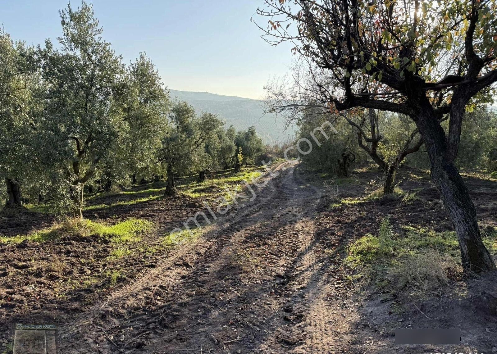 Gayrimenkul Dünyasından.muratoba'da Yola Cephe Satılık Zeytinlik - Görsel 4