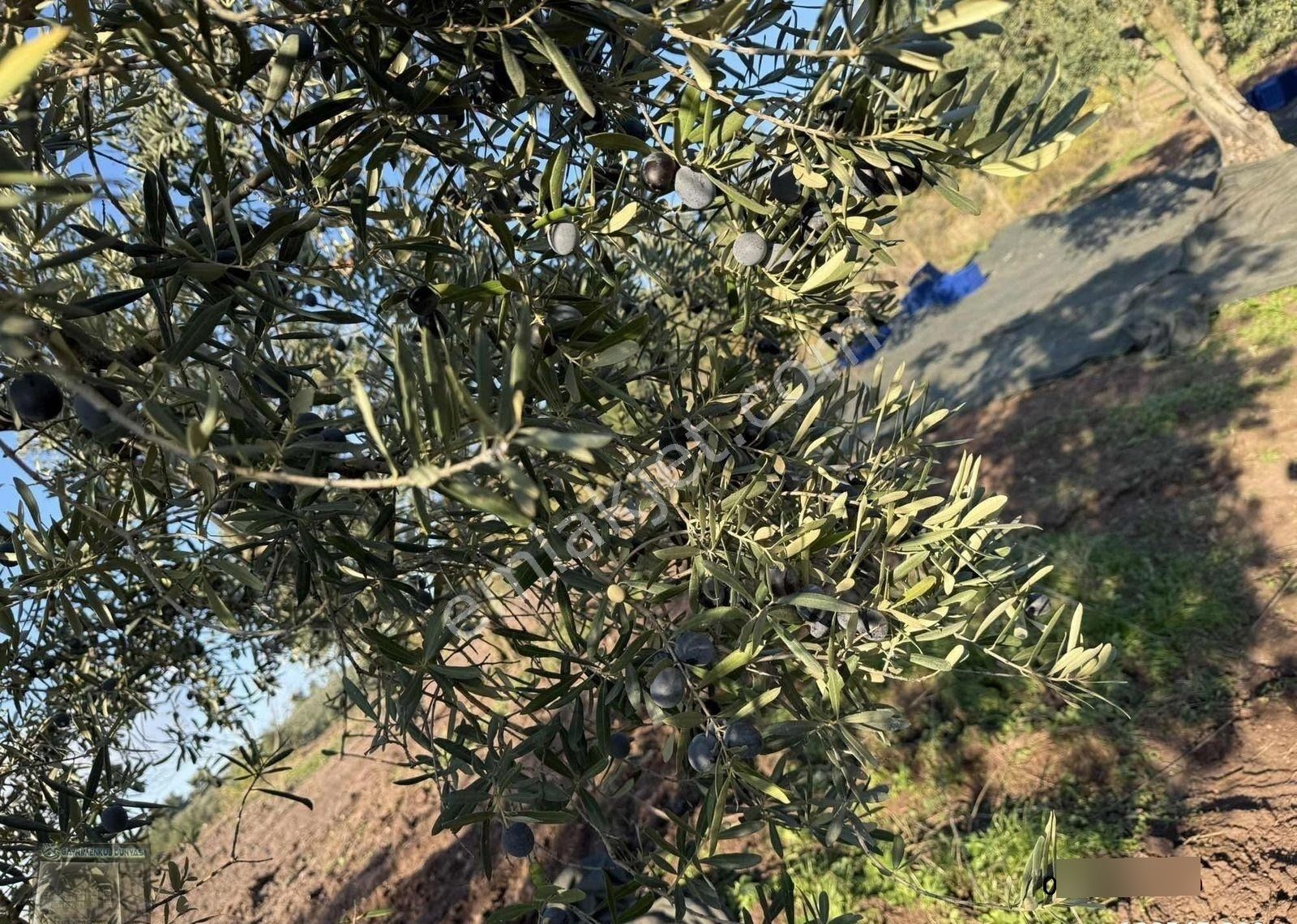 Gayrimenkul Dünyasından.muratoba'da Yola Cephe Satılık Zeytinlik - Görsel 2