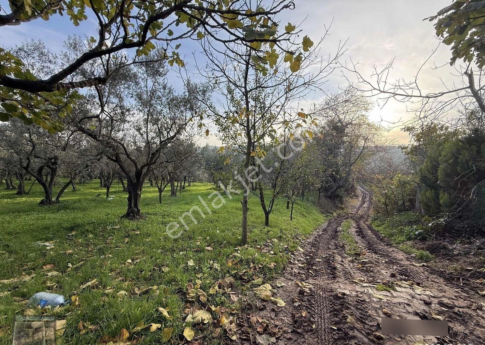 Gemlim Umurbey'de Resmi Yola Cephe 1.436m2 Satılık Zeytinlik.! - Görsel 2