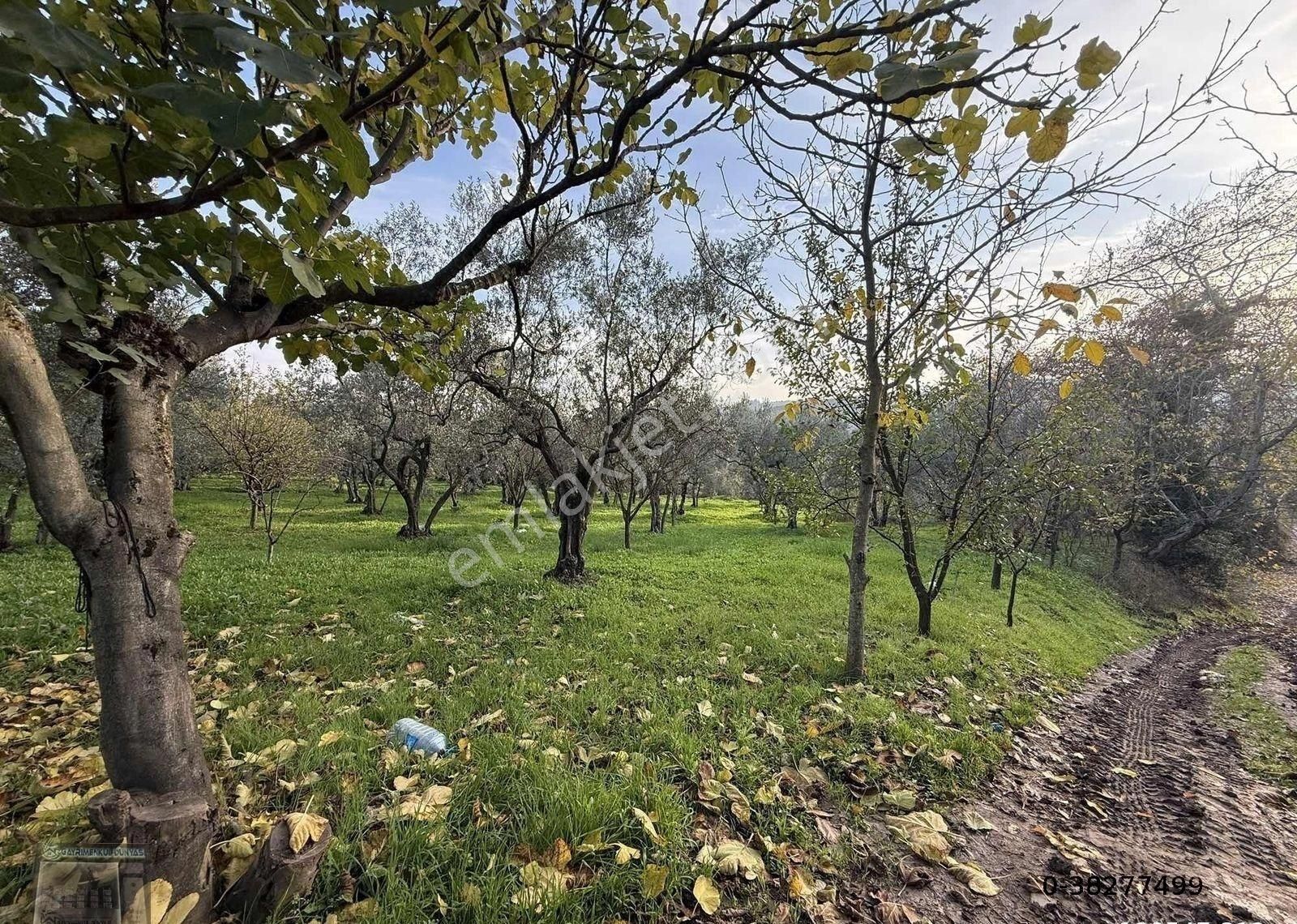 Gemlim Umurbey'de Resmi Yola Cephe 1.436m2 Satılık Zeytinlik.! - Görsel 22