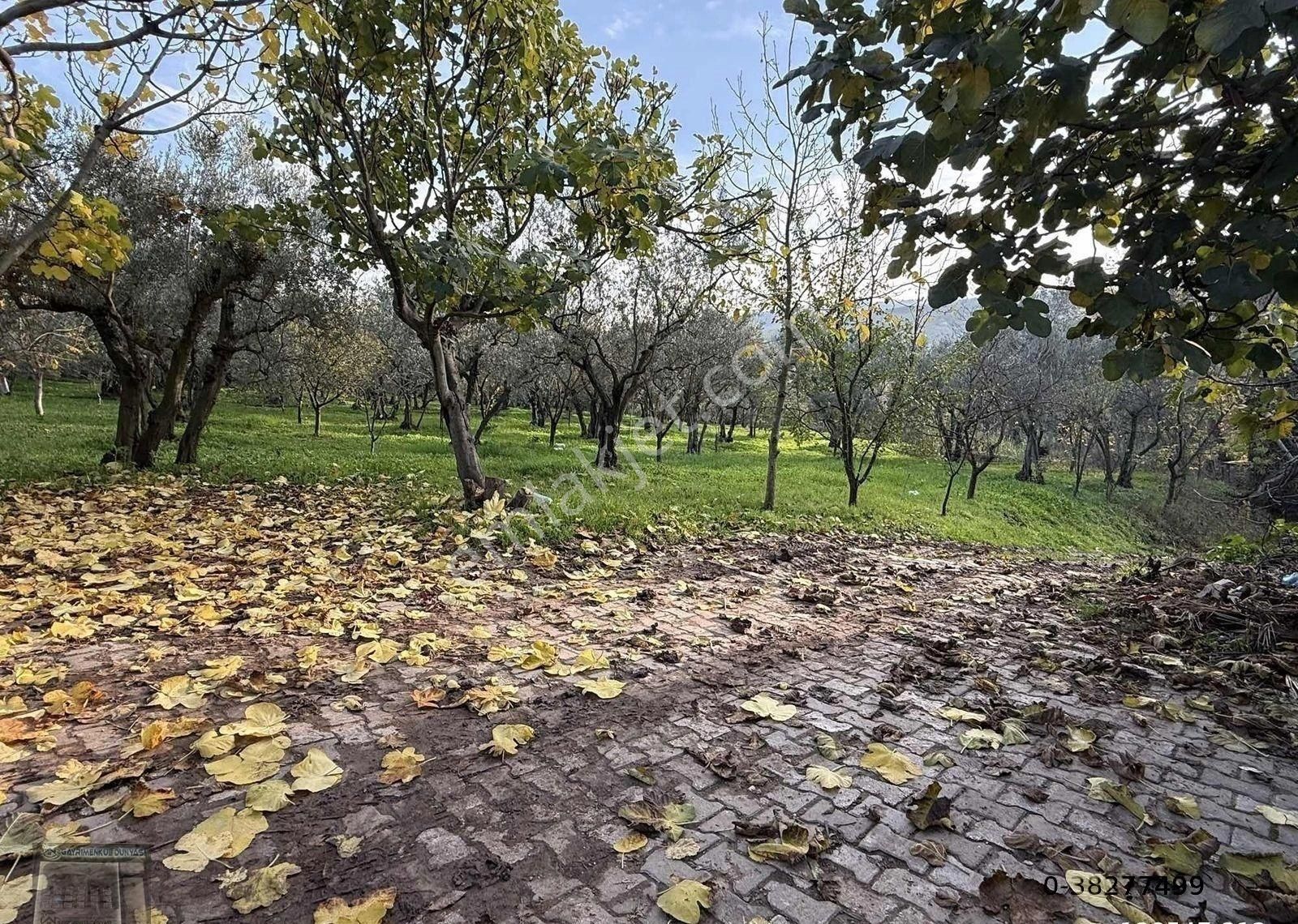 Gemlim Umurbey'de Resmi Yola Cephe 1.436m2 Satılık Zeytinlik.! - Görsel 8