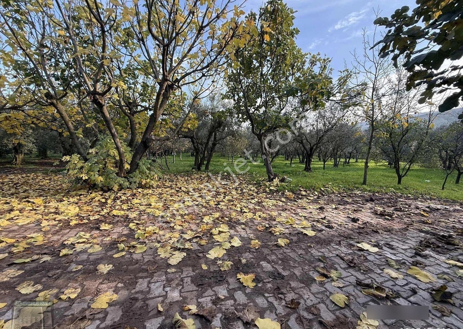 Gemlim Umurbey'de Resmi Yola Cephe 1.436m2 Satılık Zeytinlik.! - Görsel 6