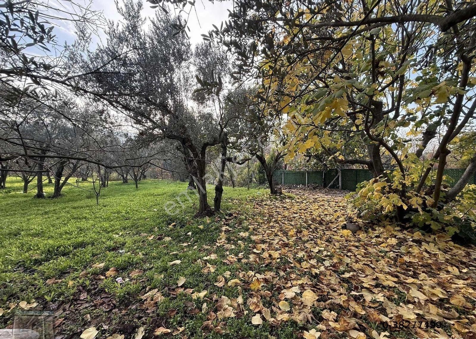 Gemlim Umurbey'de Resmi Yola Cephe 1.436m2 Satılık Zeytinlik.! - Görsel 28