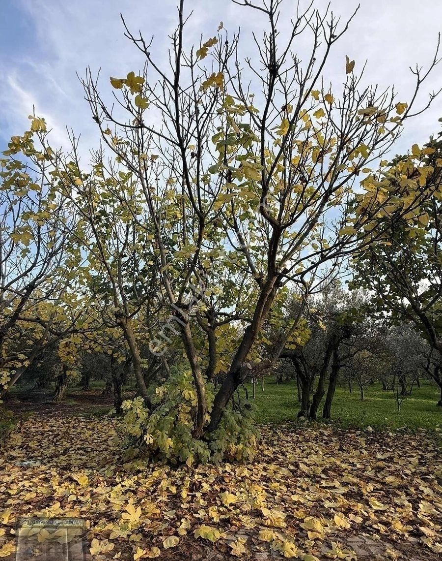 Gemlim Umurbey'de Resmi Yola Cephe 1.436m2 Satılık Zeytinlik.!