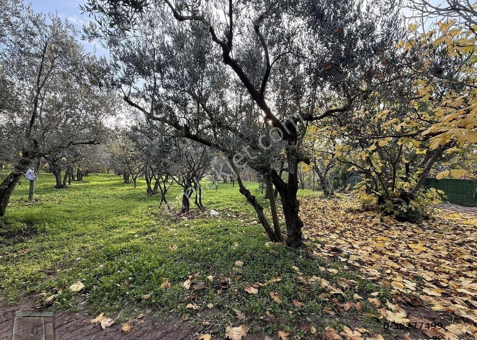 Gemlim Umurbey'de Resmi Yola Cephe 1.436m2 Satılık Zeytinlik.! - Görsel 26