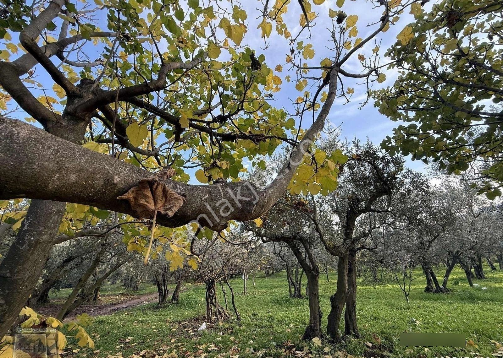 Gemlim Umurbey'de Resmi Yola Cephe 1.436m2 Satılık Zeytinlik.! - Görsel 12