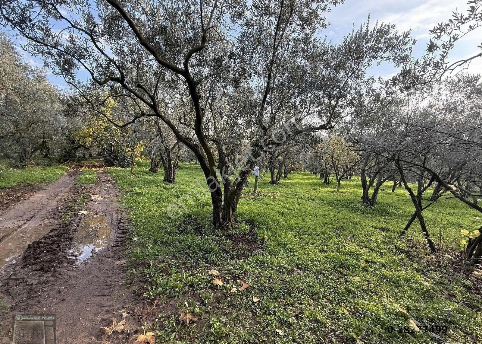 Gemlim Umurbey'de Resmi Yola Cephe 1.436m2 Satılık Zeytinlik.! - Görsel 18